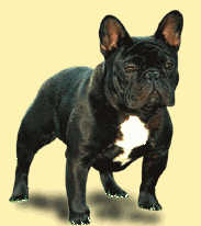 French bulldog graphics