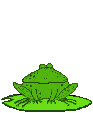 Frogs graphics