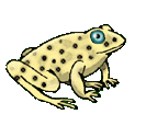 Frogs graphics