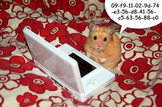 Funny hamsters