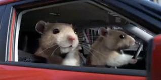 Funny hamsters