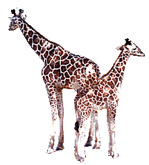 Giraffe graphics