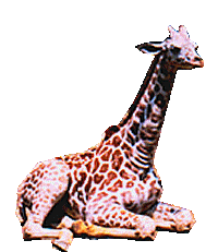 Giraffe graphics
