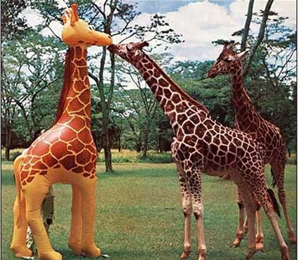 Giraffe graphics