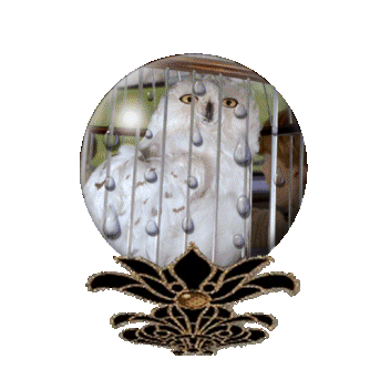 Globes graphics