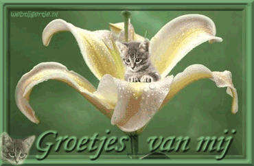 Greetings graphics