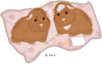 Guinea pig graphics
