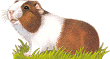 Guinea pig