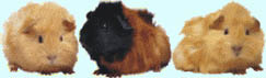 Guinea pig