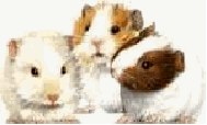 Guinea pig