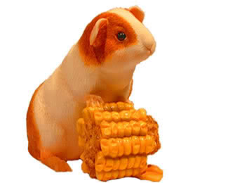 Guinea pig graphics