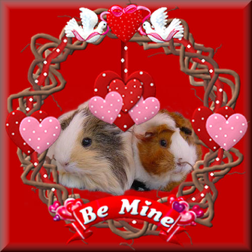 Guinea pig graphics