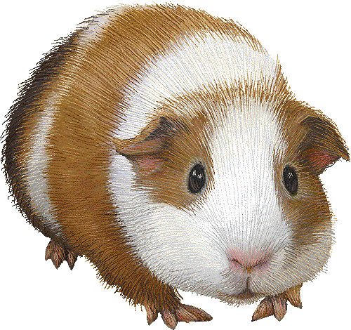 Guinea pig graphics