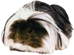 Guinea pig