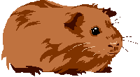 Guinea pig graphics