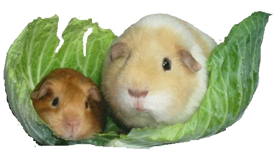 Guinea pig graphics