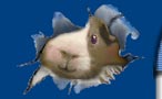 Guinea pig graphics