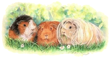 Guinea pig graphics