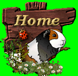 Guinea pig graphics