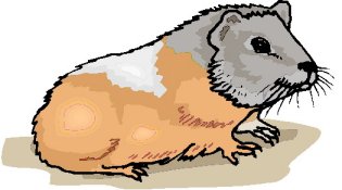 Guinea pig graphics