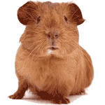 Guinea pig