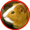 Guinea pig graphics