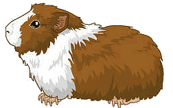 Guinea pig graphics