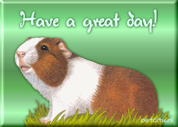 Guinea pig graphics