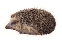 Hedgehogs graphics