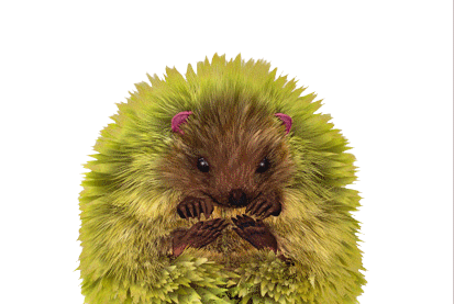 Hedgehogs graphics