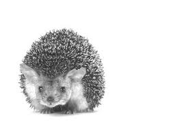 Hedgehogs graphics