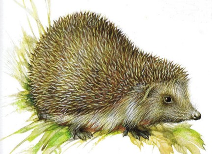 Hedgehogs graphics