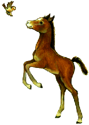 Horses graphics