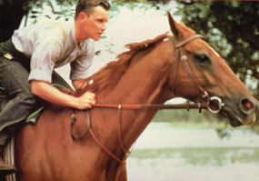 Horses graphics
