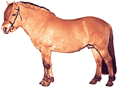 Horses graphics