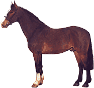 Horses graphics