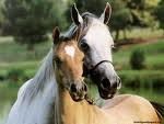 Horses graphics