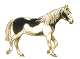 Horses graphics