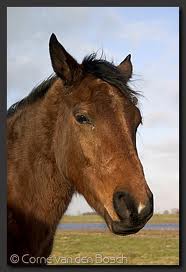 Horses graphics