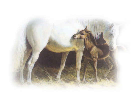 Horses graphics