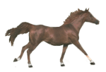 Horses graphics