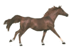 Horses graphics