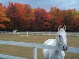 Horses graphics