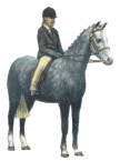 Horses graphics