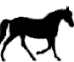 Horses graphics