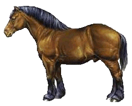 Horses graphics