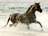 Horses graphics