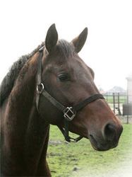 Horses graphics