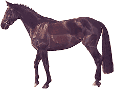 Horses graphics