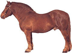 Horses graphics